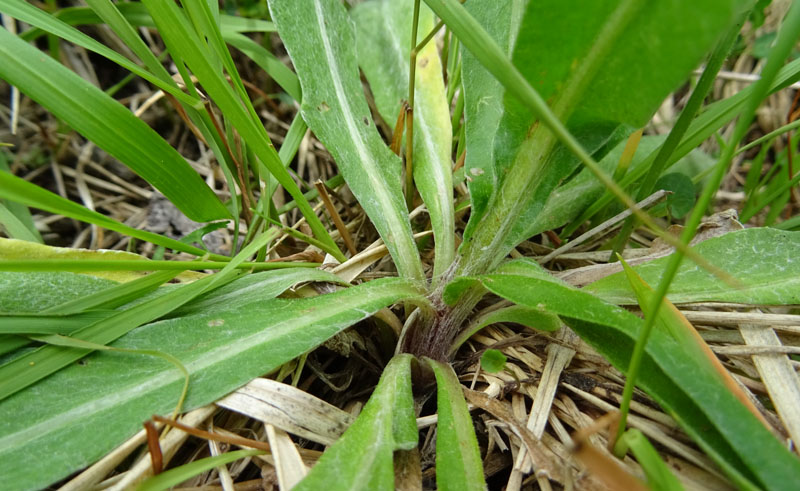 Cyanus triunfettii - Asteraceae